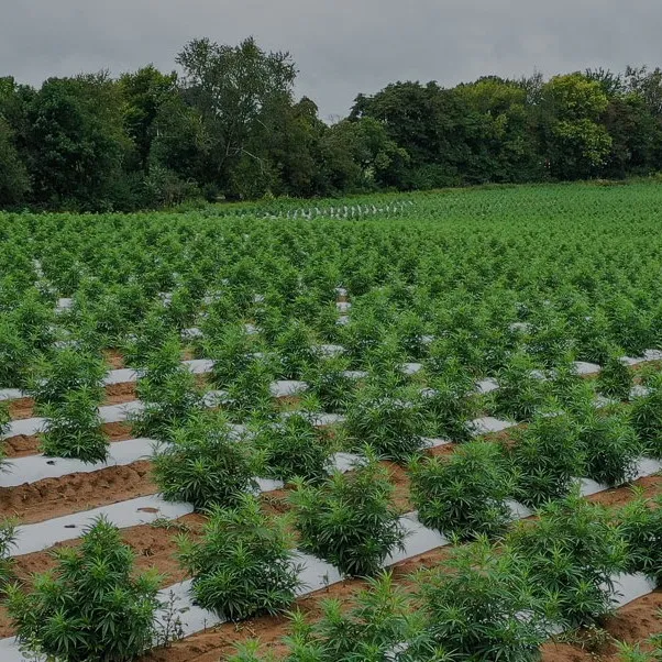 ¿Cuál es la diferencia entre el mantillo agrícola totalmente degradable y el mantillo de ingeniería?